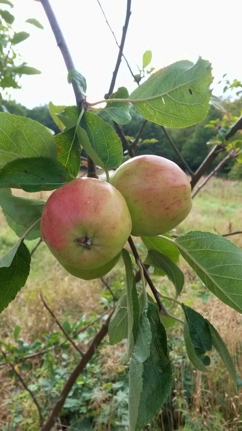 __Äpfel_20150831_143836.jpg