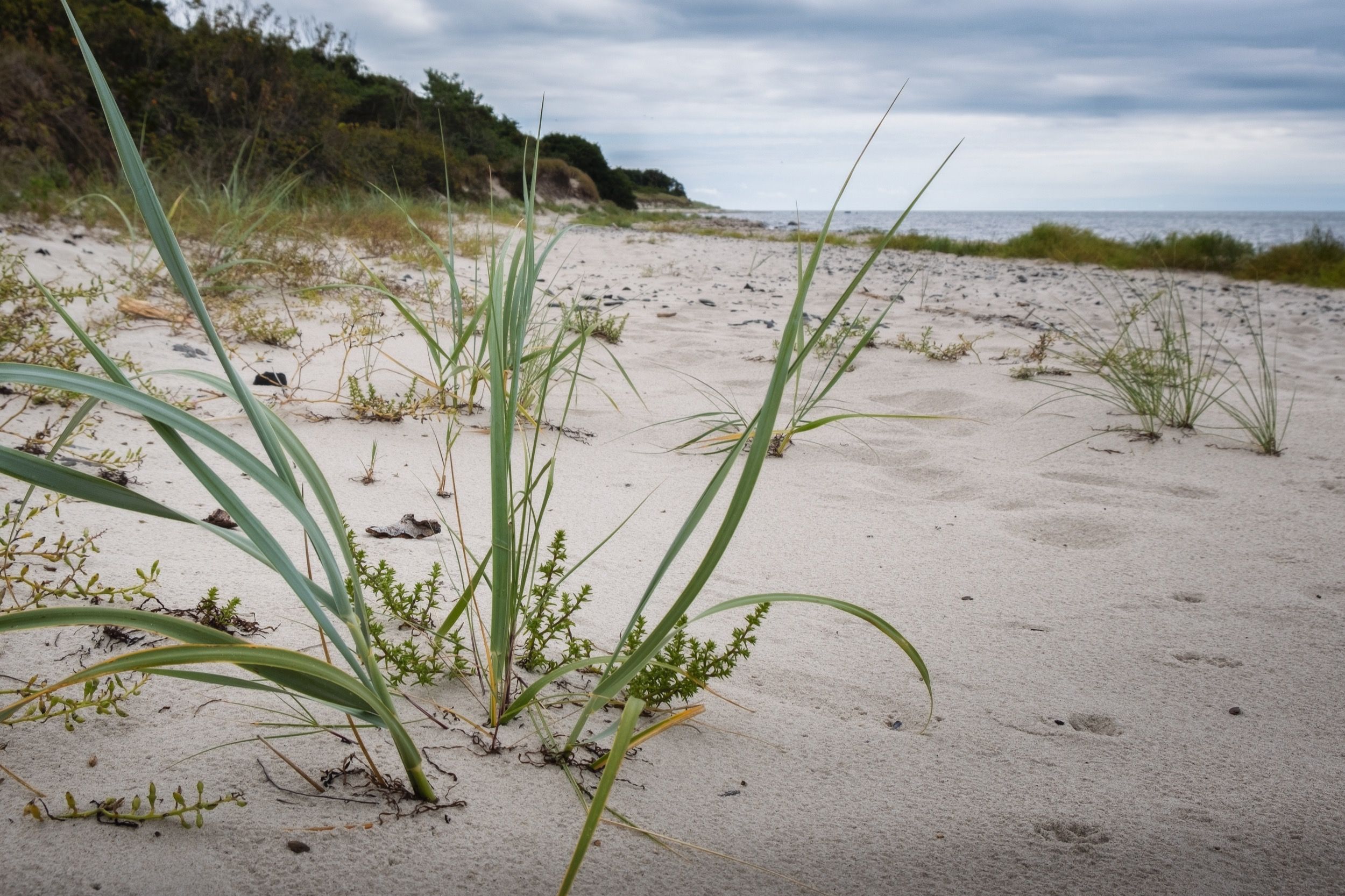 Gruenes Duenengras wächst im hellen Sand eines ruhigen Strandes an der Suedküste Bornholms unter einem bewoelkten Sommerhimmel.