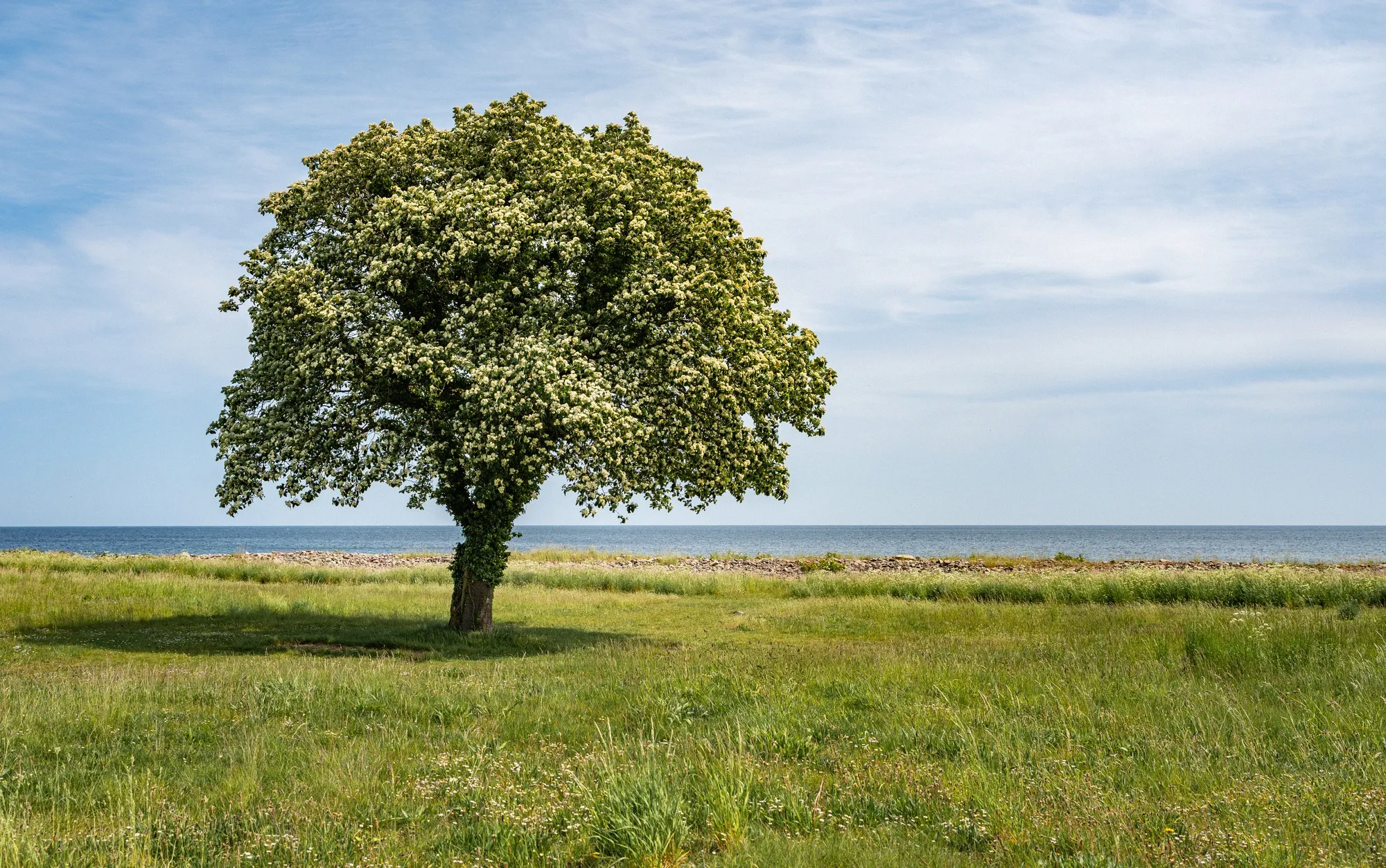Ein einzelner blühender Baum auf einer grünen Küstenwiese vor der Ostsee