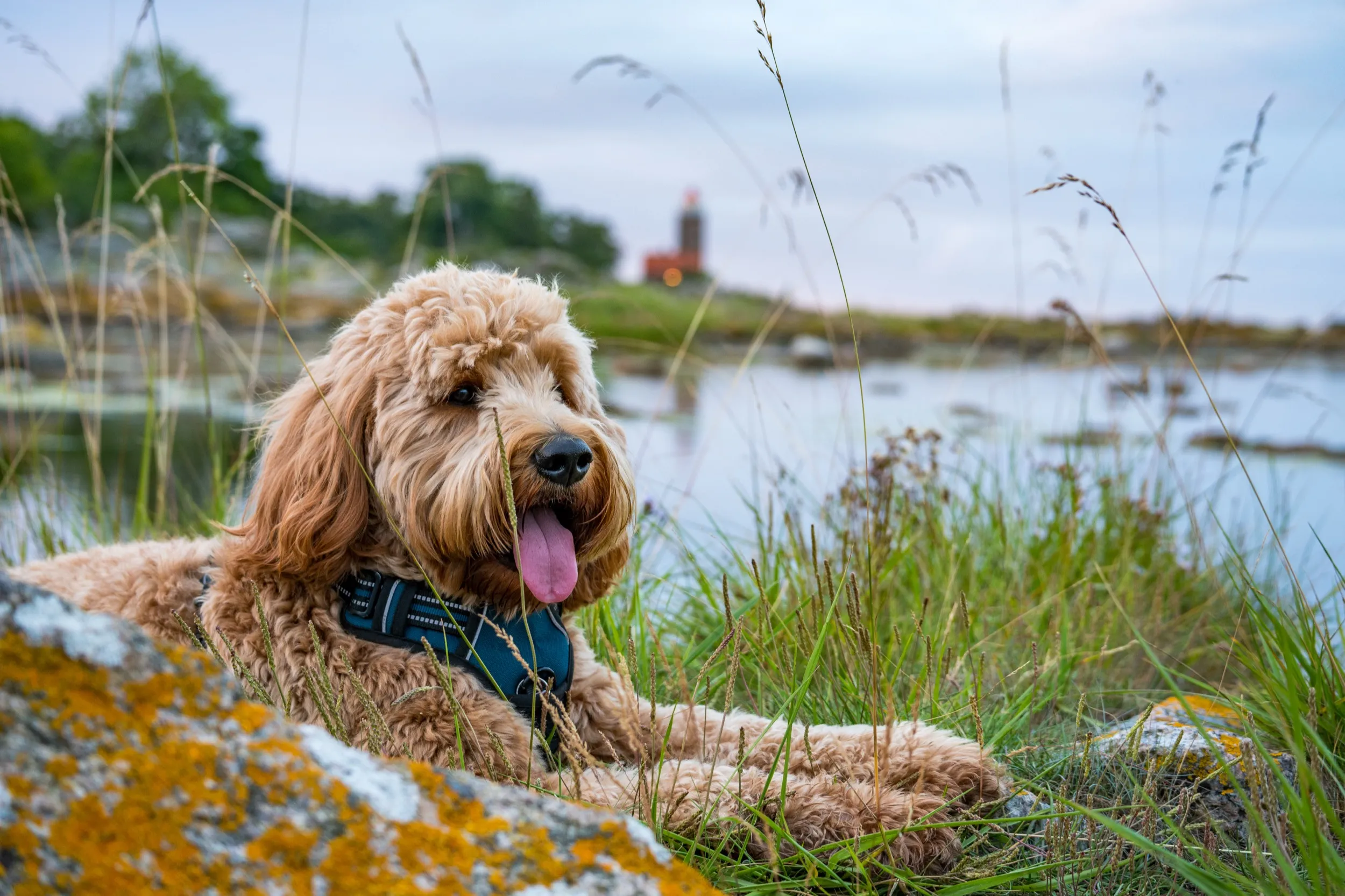 Ein Goldendoodle liegt auf einem Granitfelsen an der Ostseeküste, hinten ein roter Leuchtturm