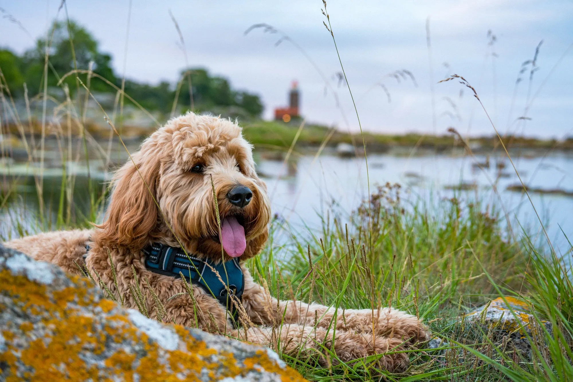 Ein Goldendoodle liegt auf einem Granitfelsen an der Ostseeküste, hinten ein roter Leuchtturm