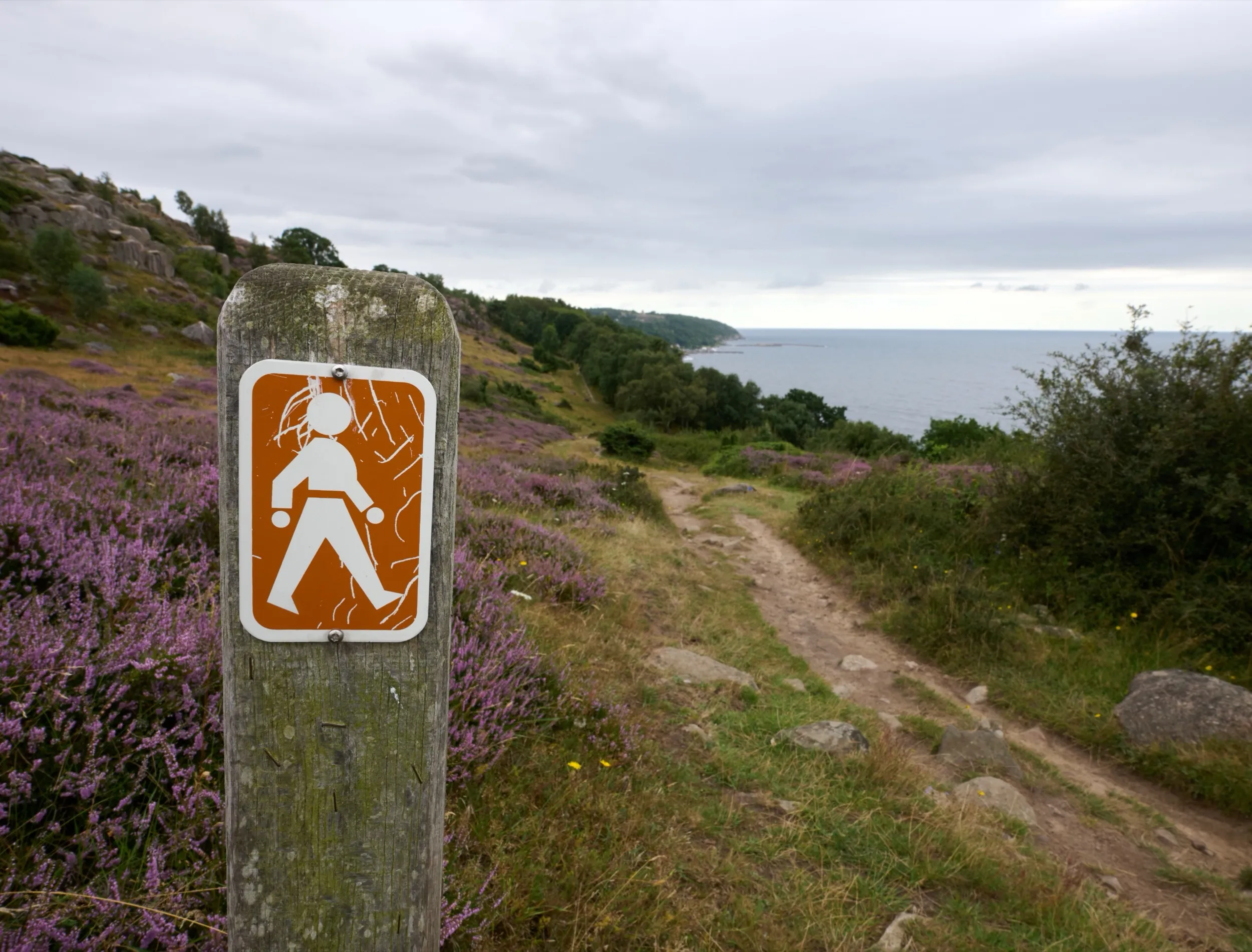 Wanderwegschild aus Holz in blühender Heide an einem Küstenpfad