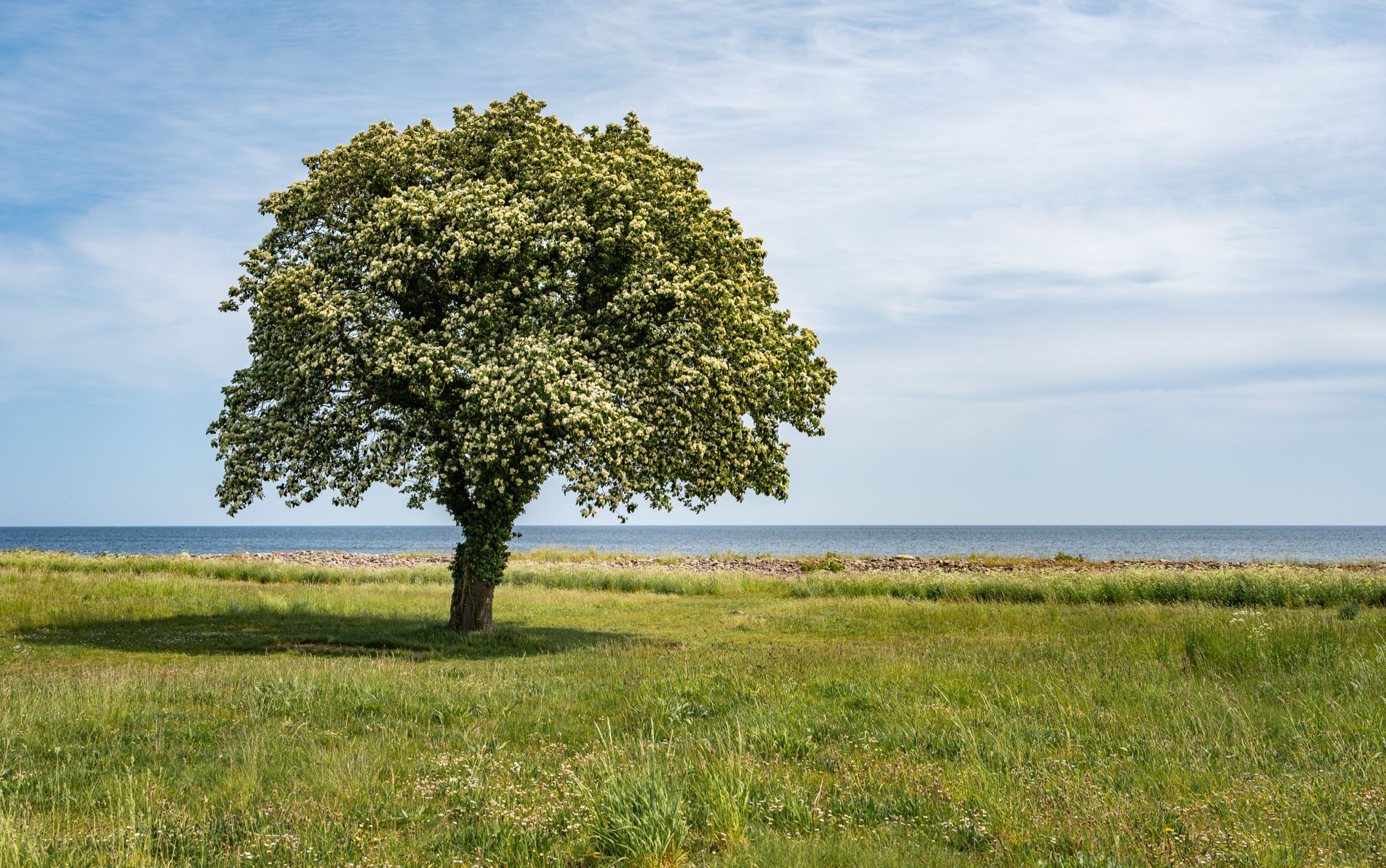 Ein einzelner blühender Baum steht auf einer grünen Küstenwiese, im Hintergrund erstreckt sich die ruhige Ostsee unter einem leicht bewölkten Himmel.