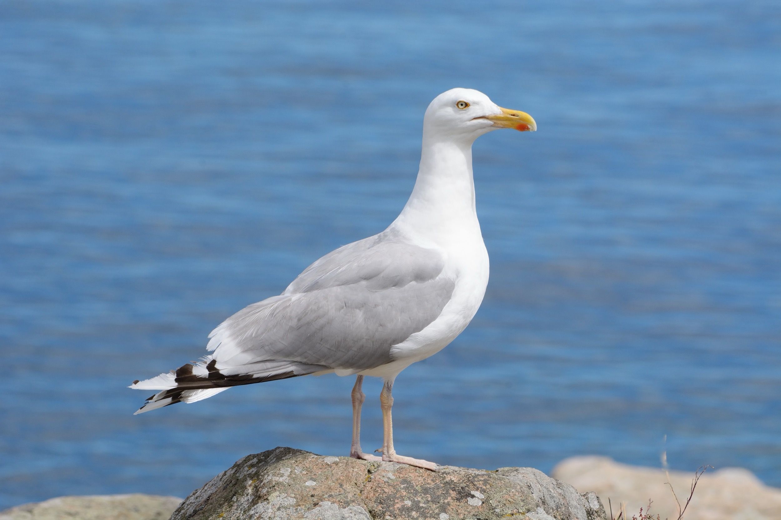 Eine Silbermöwe steht auf einem Granitfelsen vor dem tiefblauen Wasser der Ostsee bei Bornholm.
