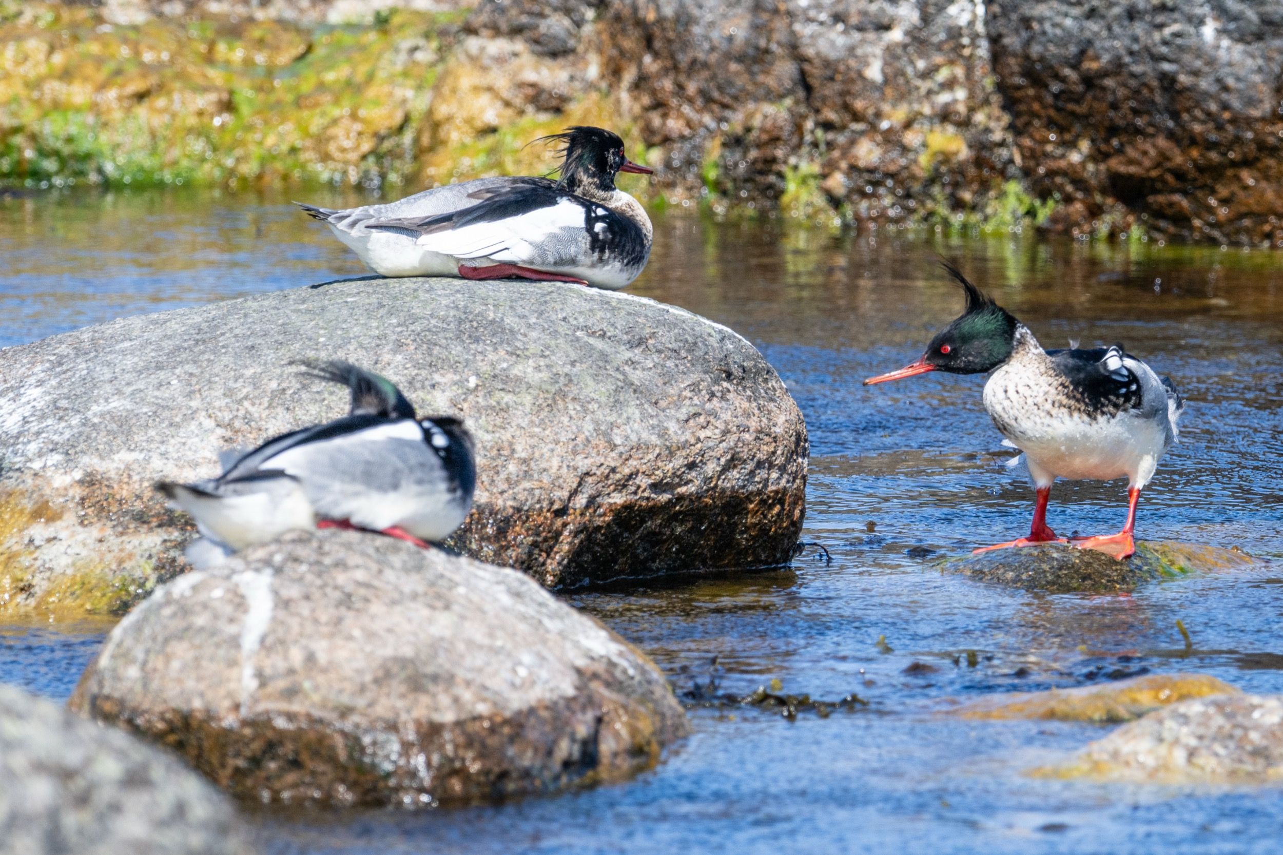 Drei Mittelsäger (Mergus serrator) rasten auf Granitfelsen im seichten Ostseewasser an der Küste Bornholms.