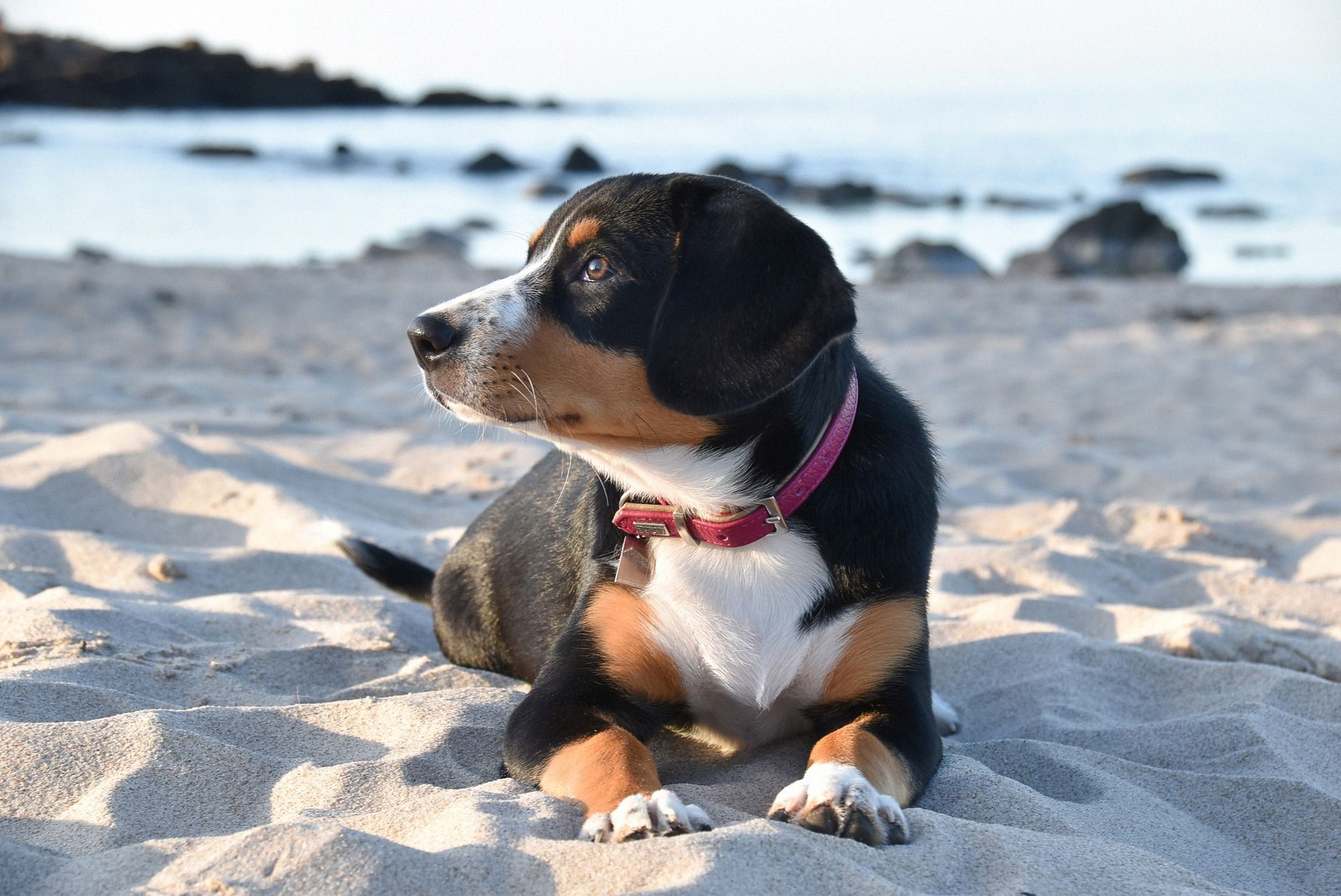 Junger Hund liegt am Strand in der Abendsonne - allgemeines Strandmotiv ohne Bornholm-Bezug.