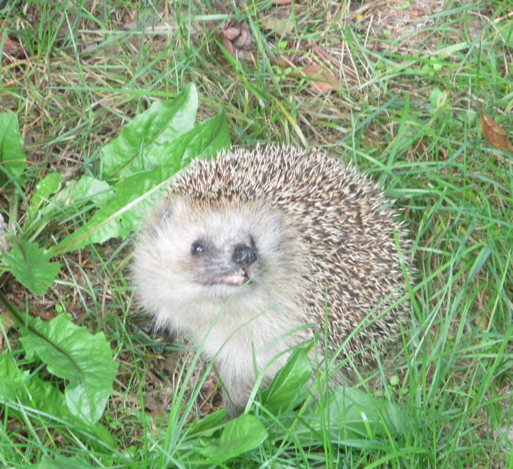 Igel.jpg