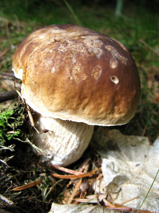 _Steinpilz_1811.jpg