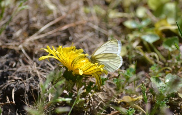 Schmetterling v.jpg