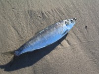 Mit so einem kleinen Fisch kommt man beim Trolling Master Bornholm nicht weit