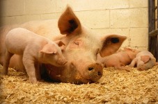 pigs-520896_1280