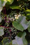 Wein unter Bornholmer Sonne im Pedersker Vingaarden