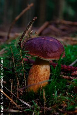 20150925_Pilze_Steinpilz_0177_1