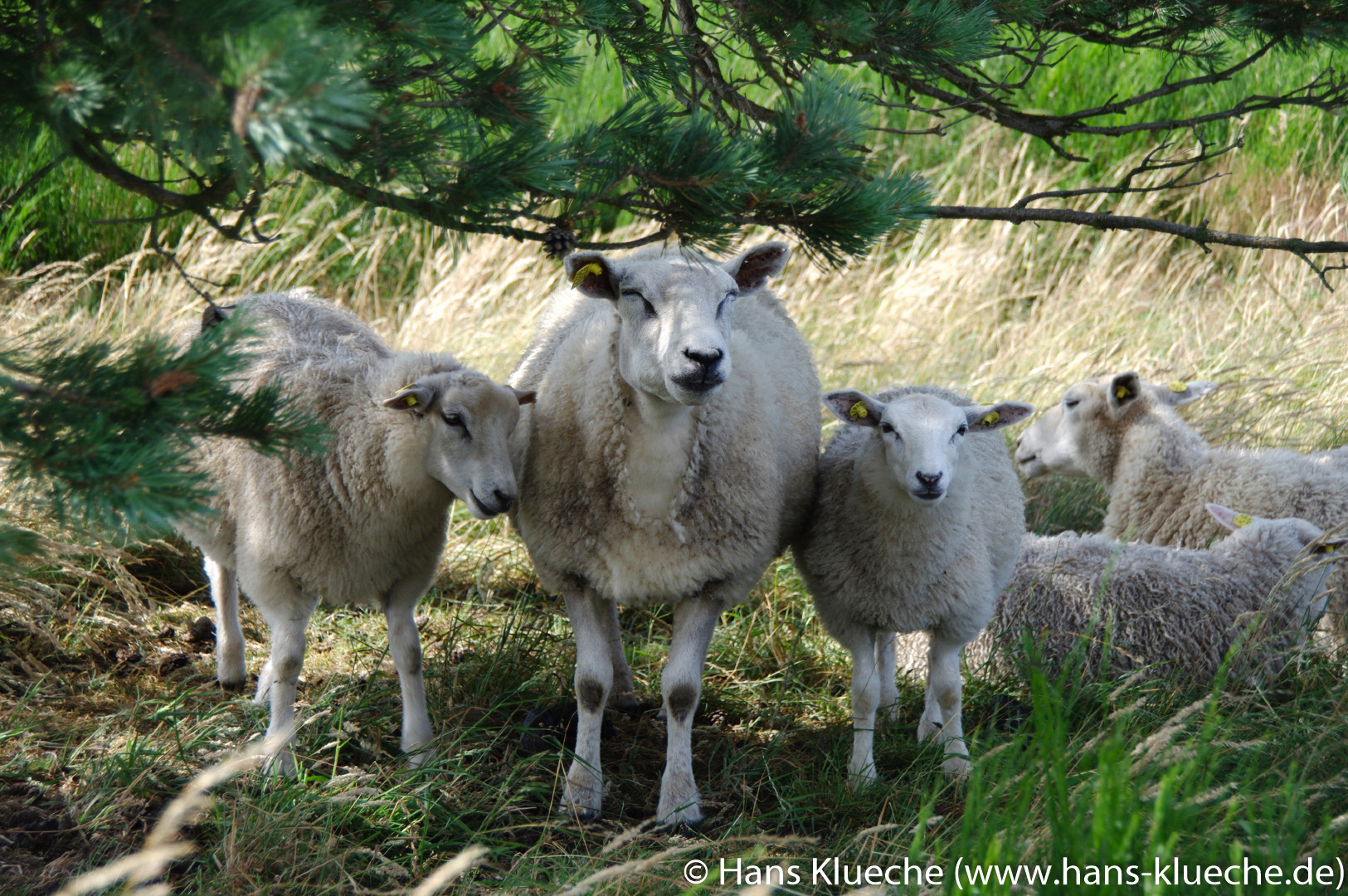 Schafe auf Hammeren